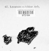 Lecanora colobina image